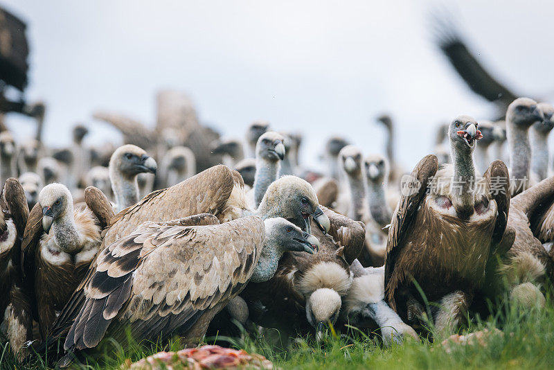 Griffon Vulture (Gyps fulvus)鹰群